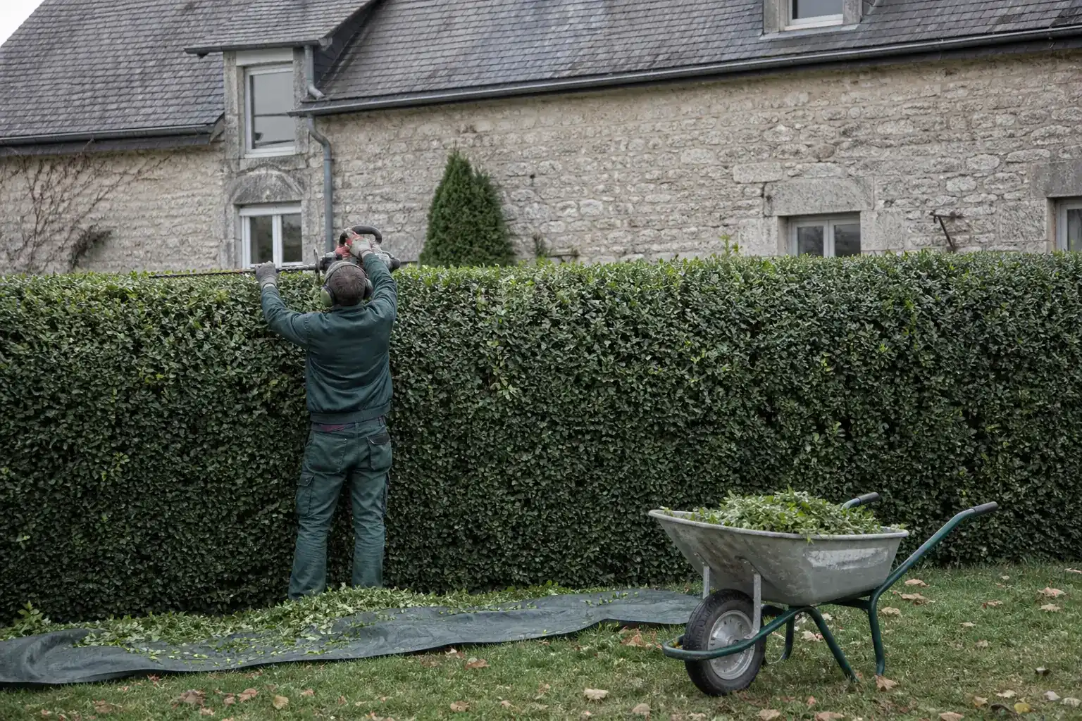Jardinier de dos, casque antibruit sur les oreilles, taillant le dessus d’une haie de troènes devant une longère en pierre au toit d’ardoise, brouette de déchets verts et bâche sur la pelouse